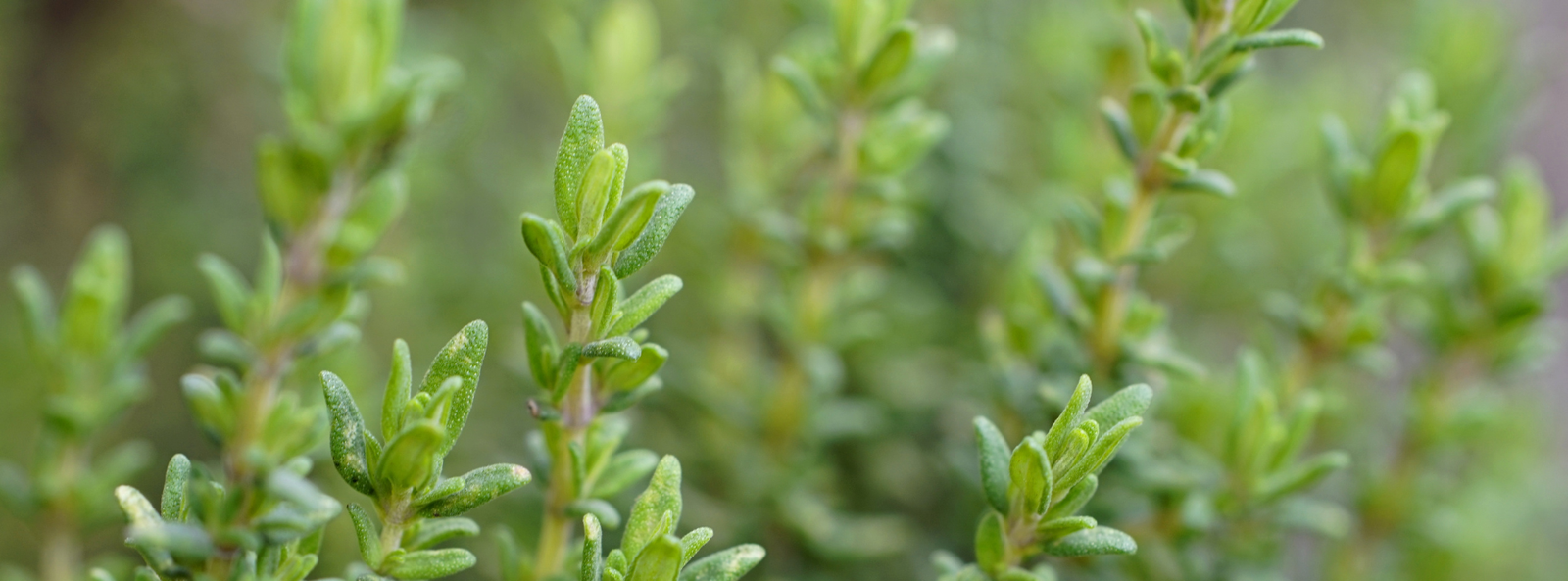tomillo